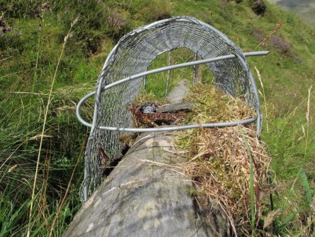 4.9 Trapping and Snaring Poorly restricted spring trap Trapping and snaring are methods which can be legitimately used for the control of some types of wildlife such as corvids, rodents or foxes.