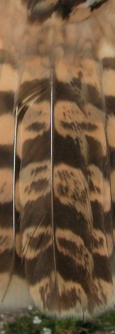 little. Short-eared Owl. Sexing. Pattern of the outermost tail feather: left male; right female. Short-eared Owl. Ageing.
