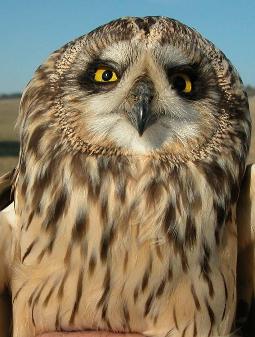 female (15-I). Short-eared Owl.