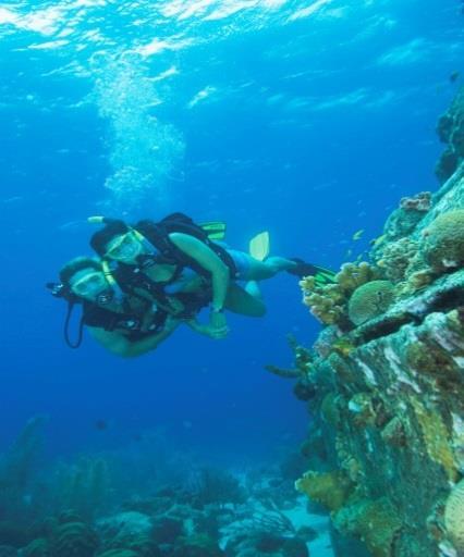 DIVING Dive Excursions Our watersport offer some of the best dive excursions to Catalina Island, Samana, Bayahibe and some other interesting spots around the island.