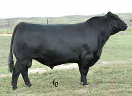.&,6=>$)1&S88KC Birth Date: 1-12-2009 Bull 16349775 Tattoo: 90052 (AMF-NHF) #Triple E Special Addition [CAF] #JR Something Special [CAC-AMF-M1F-NHF] SCR Queen Idelette 50596 #Jaynbee Lucy 731B