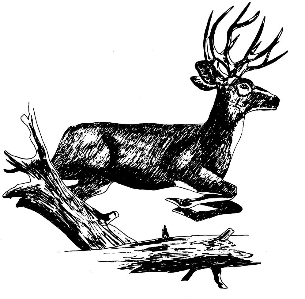Field Care of Harvested Big Game Circular 507 Revised by Sam Smallidge 1 Cooperative Extension Service College of Agricultural, Consumer and Environmental Sciences INTRODUCTION You have your deer