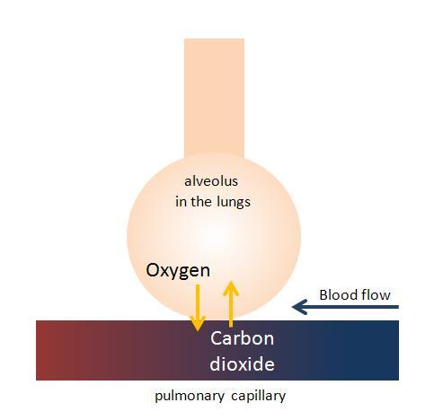 2 Introduction In physiology, respiration is a process in which an organism exchanges oxygen and carbon dioxide with its environment.