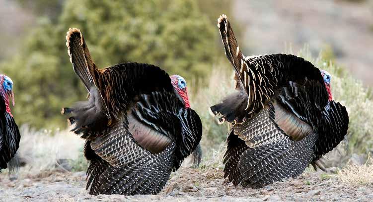 2017 SPRING WILD TURKEY Nevada Department of Wildlife APPLICATION INSTRUCTIONS A Tag is Required to Hunt Wild Turkey in Nevada Hunting Hours and Limits: Spring wild turkey hunting hours are one half