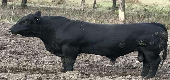LOOKOUT AND OUT OF OUR TOP ANGUS DONOR A PLAINVIEW LUTTON, OCC JUEAU.