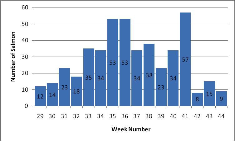 The catch of salmon generally increased from week 29 to week 36 and decreased after week 41, fig 4.2.2. Locatio n Number of Salmon 1 2 3 4 5 Al 6 6 12 17 2 45 l 5 5 5 5 9 9 Table 4.