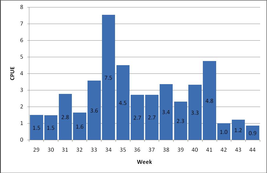 4.3 Catch Per Unit Effort Catch per unit effort was generally at or above two fish per hour and highest during week 34. fig 4.3.1.
