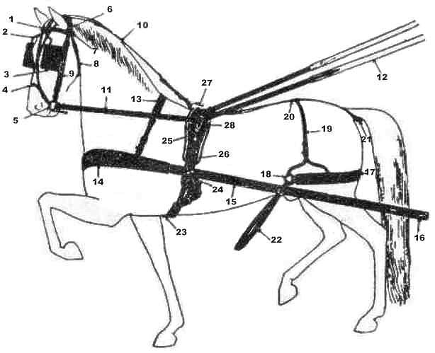 Single Harness Parts 1. Front or Brow Band 2. Winker Brace or Stay 3. Blind or Winker 4. Nose Band on Overcheck 5. Bit 6. Crown Piece 7. Bridle Rosette 8. Throat Latch 9. Bridle Cheek 10.