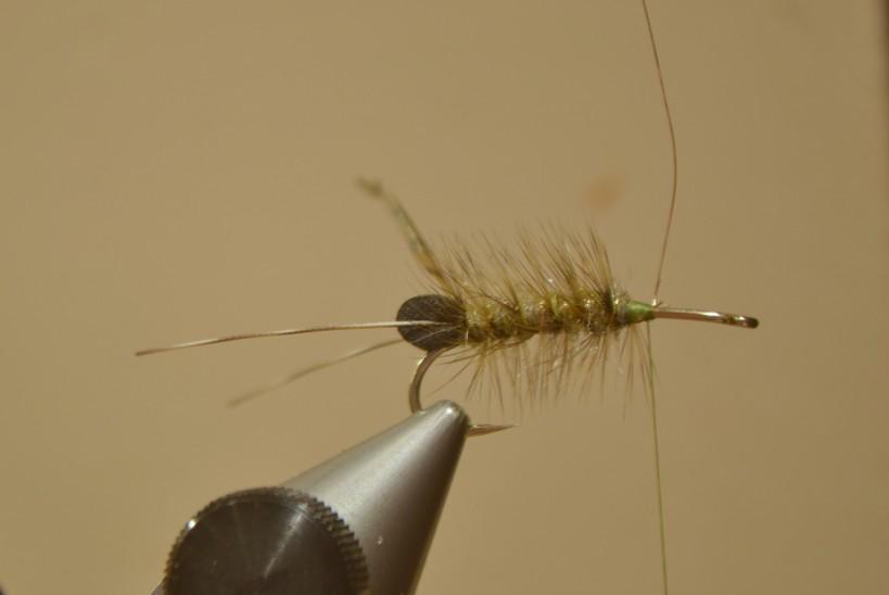 5) Palmer the hackle back to the Egg Sac over the dubbed body, and use the wire to secure the hackle at the Egg Sac.