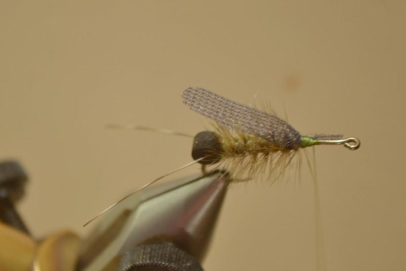 Also, cut the hackle tip off near the Egg Sac. Tip: Wiggle the wire slowly, sided to side, as you are ribbing to reduce the amount of hackle you trap. 6) Tie in the Underwing.