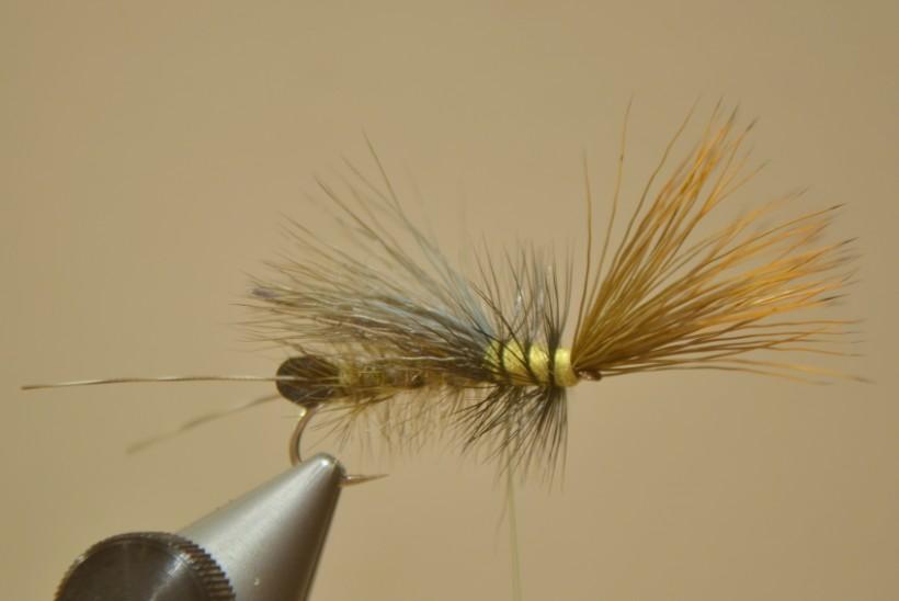 11) Palmer the Thorax Hackle, using 3 turns, back towards the wing, and tie in with the thread.