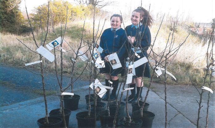 All schools and projects have been given the background history of each species, where it comes from such as Ecklinville Seedling discovered in Portaferry,