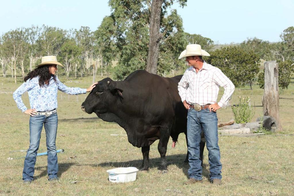 Q: How many kilometers do bulls travel on the PBR circuit? A: The PBR has an extensive network of stock contractors located inall parts of Australia.