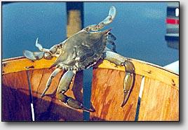 Results Participation Residential Participation (Tri-County only): 9.4% of resident households, nearly 11,000, participated in crabbing in 2005 * Cape May county residents participated most, with 10.