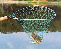 surveys conducted in the 1970 s concluded: More effort expended in catching crabs than any other species 75% of