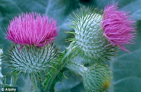 com Animals will not eat these They will quit coming around Canadian Thistle