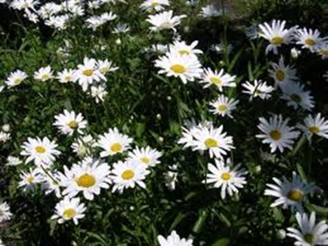 Oxeye Daisy Bring an approved sprayer no larger than 4 gallons to the Grand
