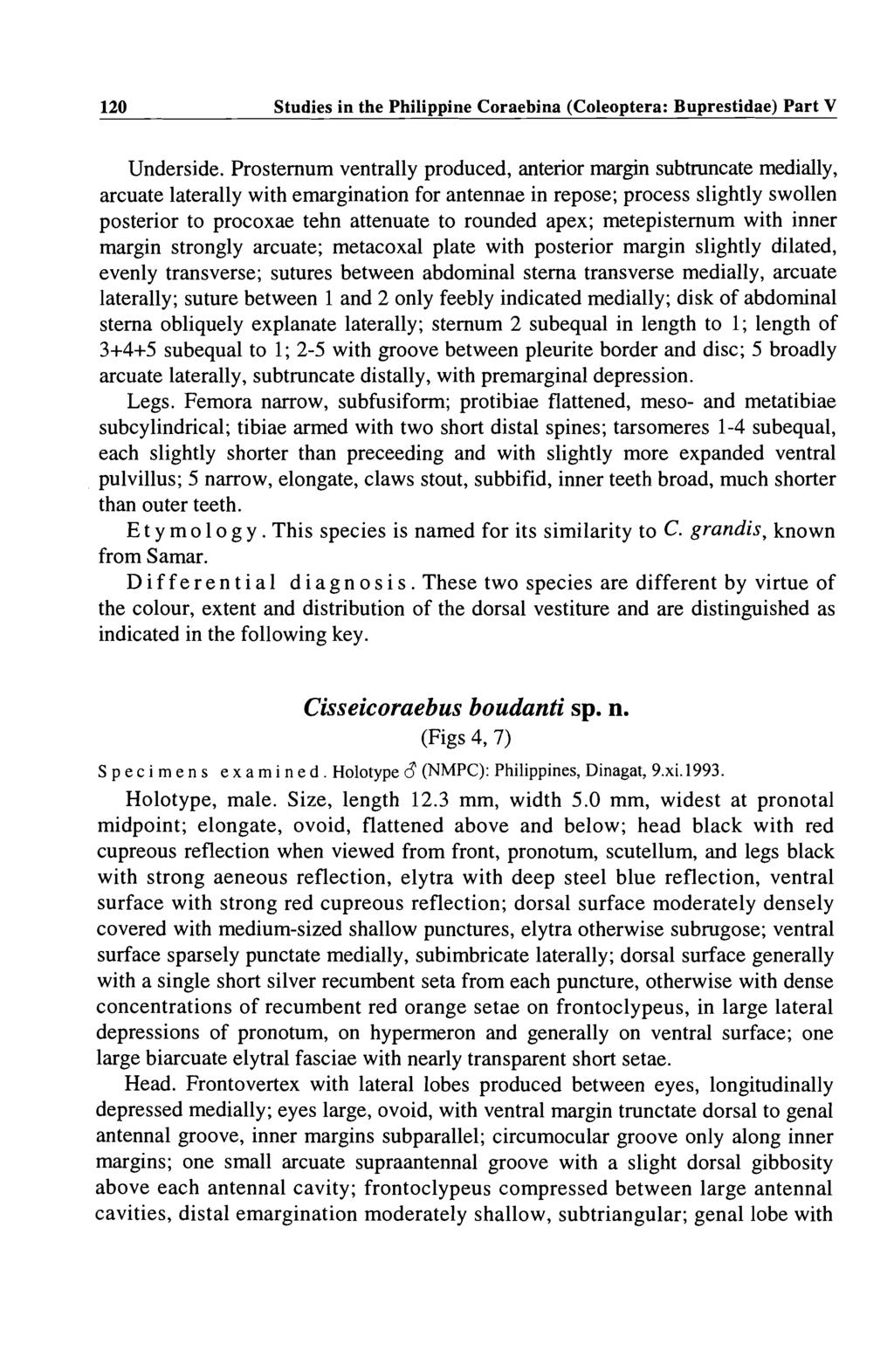 120 Studies in the Philippine Coraebina (Coleoptera: Buprestidae) Part V Underside.