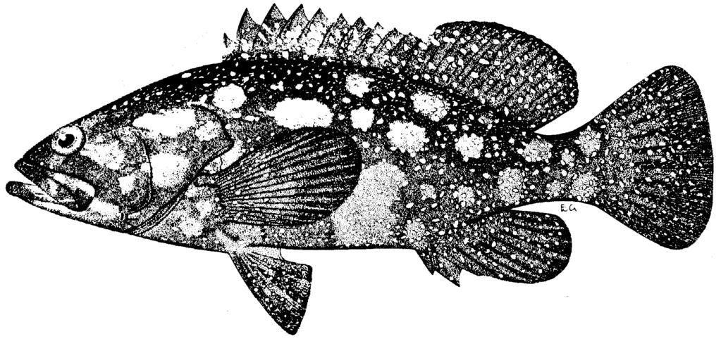 Groupers of the World 239 upper limb, 15 on lower limb. Dorsal fin with XI spines and 14 rays; the fourth spine longest, its length contained 3.
