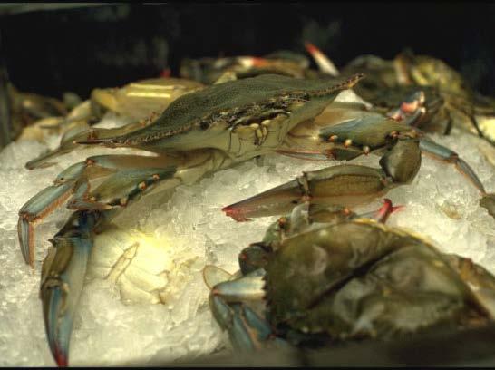 STAC Workshop 28 March 2017 Blue crab ecology and exploitation in a changing climate.