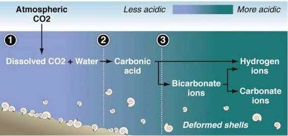 Ocean Acidification CO 2(aq) + H 2 O (l) 11 H 2 CO