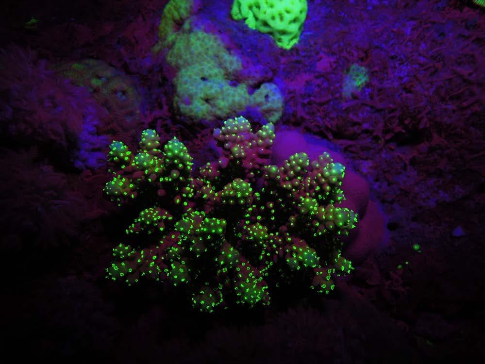 The goals of Fluorescence Night Diver training are: A. Knowledge of planning, organization, procedures, techniques, problems and risks of night dives with fluorescence and its associated equipment. B.