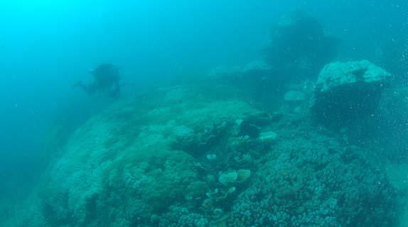 Figure 8: Monsoon reef 10 m - Colette reef o 1 dive