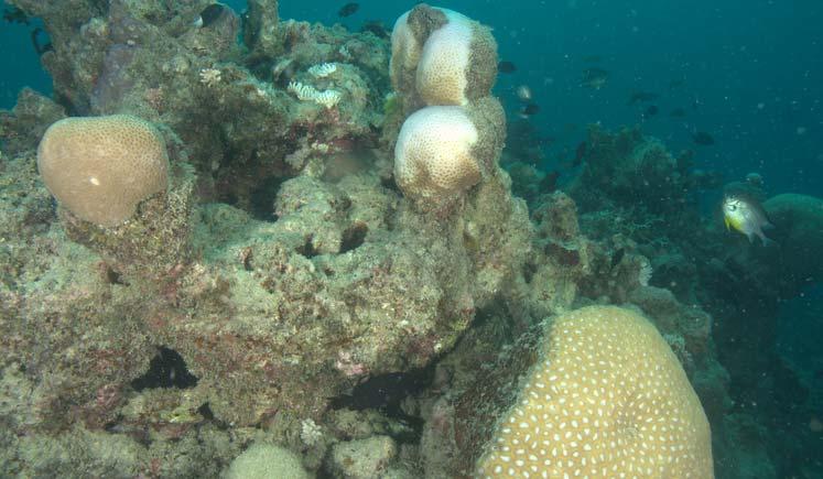 Figure 23:Reef 13-117b Findings Water clarity: Traveling to Tijio reef very clear, secchi estimated 20 m on the way, visibility at sandbar 9 15-20 m, visibility at Reef 13-117 10-15 m Bleaching - at
