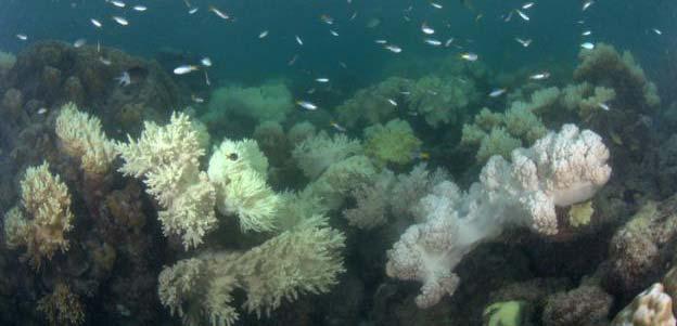 Figure 25:Watson Bay Lizard Reef Findings Water clarity: Traveling to Lizard, secchi