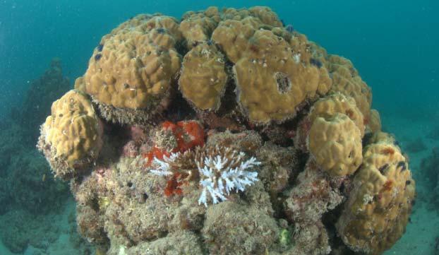 in shallow waters, especially soft corals, massive coral looked good.
