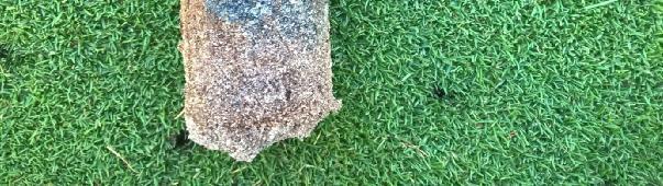 Disease The greens have been subject to outbreaks of microdochium patch during the months of June and July and during the month of