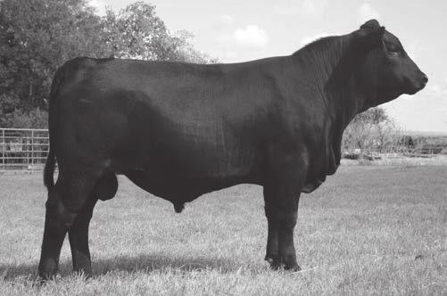 Angus Bulls Reference Sire: Nevermore 8138 #16081495 9 powerful sons sell! - Nevermore is the most exciting bull we ve ever used to date!