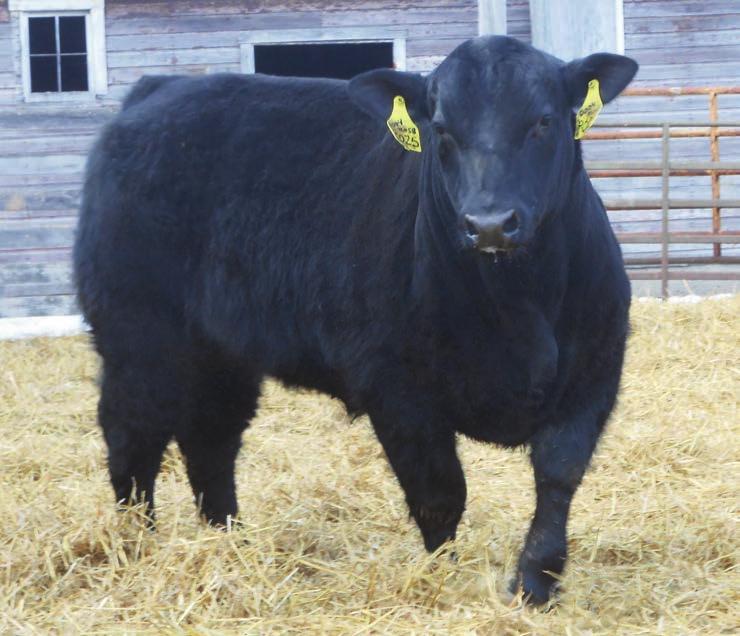 Lazy W Angus Ranch Production Sale New Dattioen!