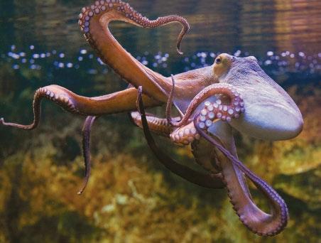 10 Octopuses live all over the world. They swim in cold water and warm water.