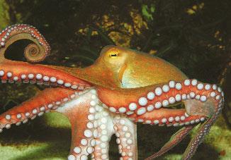 suction cups What amazing animal has eight arms but no hands? The answer is an octopus!