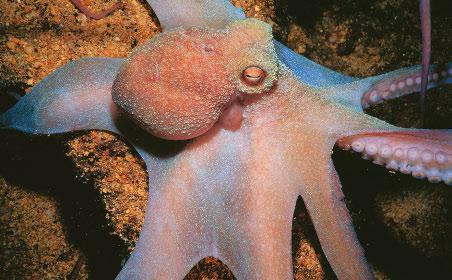 What an Octopus Eats Octopuses eat many animals. They eat crabs and fish. Large octopuses can eat sharks!