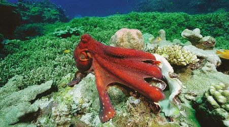 Octopus Colors Octopuses can change colors. This helps them hide from danger. Octopuses show their feelings, too.
