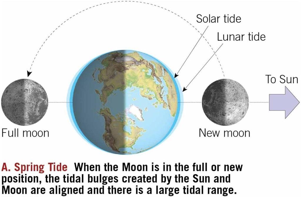Tides Spring tide During new and full moons Gravitational forces