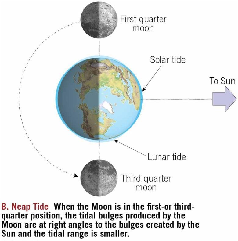 Tides Neap tide First and third quarters of the Moon