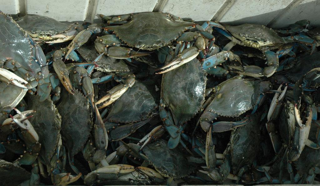 sible relationship between landings and disasters. In Figure 1, reported blue crab landings had decreased in 2010, the year the Deepwater Horizon oil spill disaster occurred.