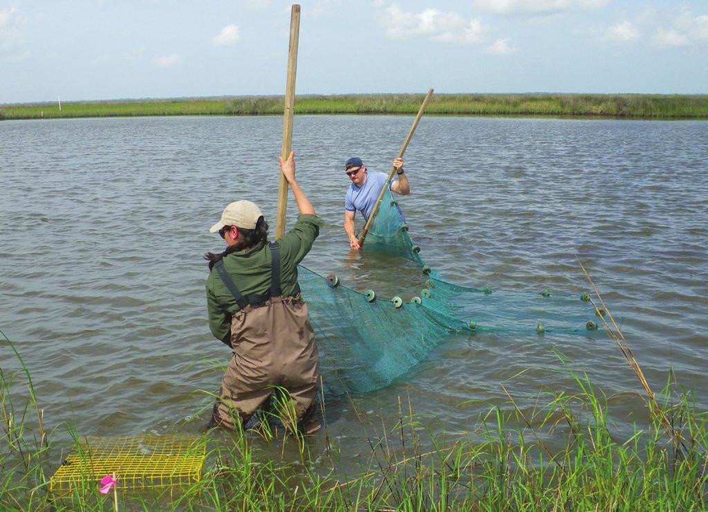 Scientists use a seine net to collect fish near a marsh, another instance of fishery-independent data that contributes to our understanding of fisheries in the Gulf of Mexico.