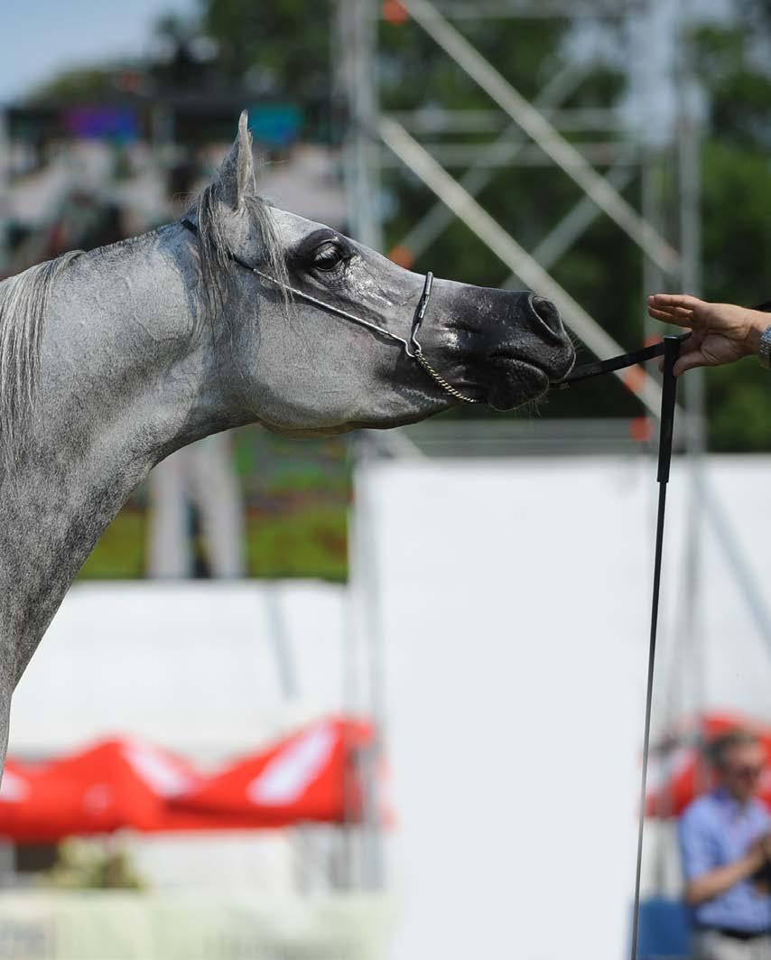 Gazing at the stars WASA The 2015 Pride of Poland Sale saw a record price not only for a horse from state breeding (Pepita), but also the highest price in the history of Janów Podlaski Sales for a