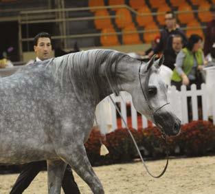 Wabia, Wersa, Washa and Wasalia are names known to Arabian horse enthusiasts in Poland and abroad.