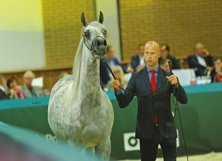 Wabia at the Pride of Poland Sale 2016, Janów Podlaski photo: Sylwia Iłenda SHOW SUCCESSES DO NOT COME OUT OF THIN AIR The Qatari breeders were drawn to Wasa not only by her show successes, but also