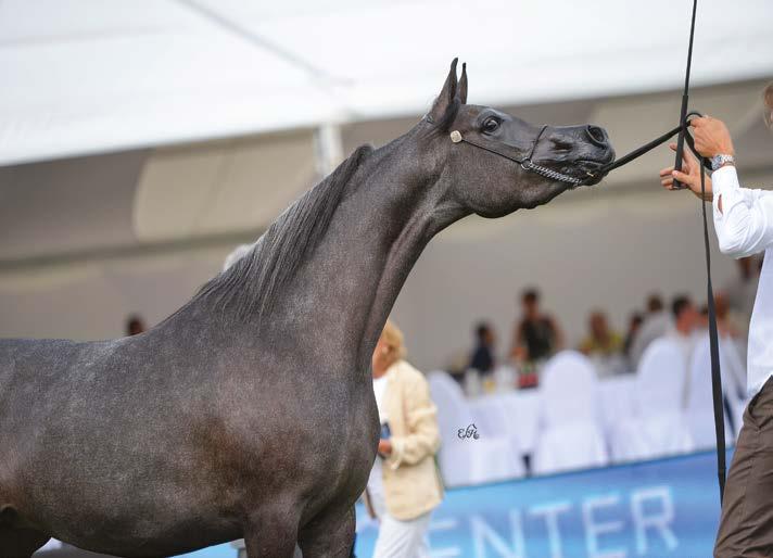 Wersa, AKEAHF 2015 photo: Ewa Imielska-Hebda competition from top world breeders. These results attest to the exceptional conformation of Wasa, which she passed on to her daughters and granddaughters.