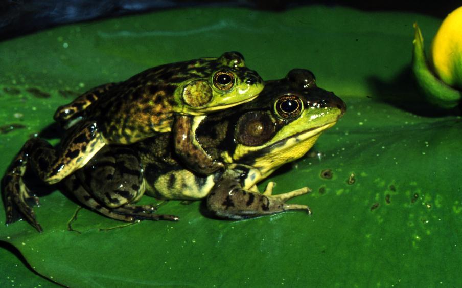 1 Student Worksheet: River Health and Indicator Species Mink frogs (Lithobates septentrionalis). Credit: Allan G.