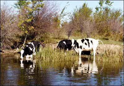 5 Cattle in a river. Credit: Paul Hamilton Activity 4: Exploring the Issues Visit the web site Diving In at http://nature.ca/explore/di-ef/wcef_e.cfm and look for information about water pollution.