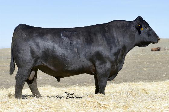 29AN184 FRONT & CENTER Front Pasture Maternal Genetics Big time curve bender spread, with a +15 and top end growth values The #1 Bull for Sire Alliance Maternal with top Intake and Feed Efficiency