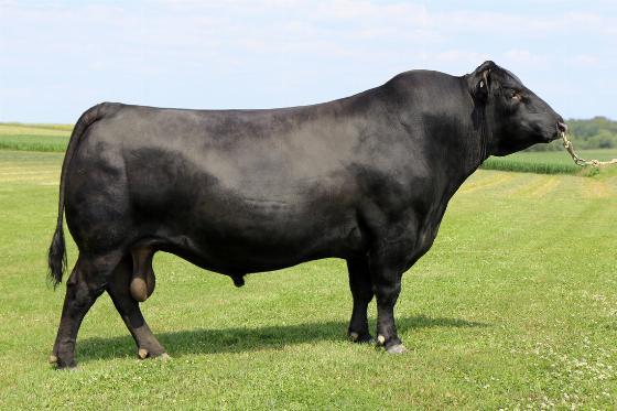 29AN1852 RESERVE Reserve Your Ticket to Efficiency Offers high accuracy Calving Ease combined with excellent thickness and maternal design Outstanding overall performance through the commercially