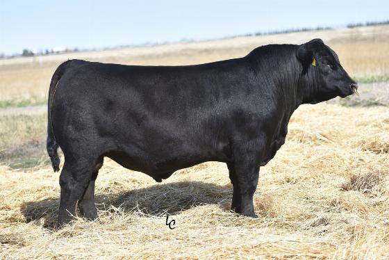 29AN1949 CROSSBOW Taking Aim at Total Profit Perfect blend of calving ease, growth and maternal in one package Sired by the balanced-trait, Sire Alliance leader BROKEN BOW Combines a +14 Calving Ease